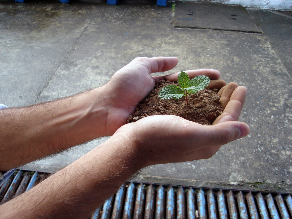 Growth Mindset - A pair of hand holding soil in the palm of his with a plant growing out of the soil.